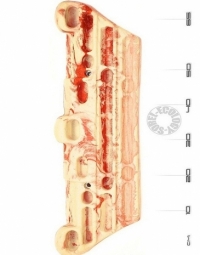 Тренировочные доски «Wings»